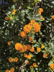 Close-up view of vibrant orange and yellow lantana flowers in full bloom under direct sunlight
