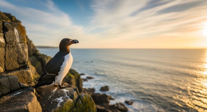 A majestic razorbill seabird perches on a rugged coastal cliff, looking out over a tranquil ocean during a beautiful golden sunset.