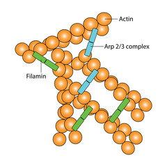 Actin Filaments, Actin binding protein Arp  Complex and filamin - Cross link filaments