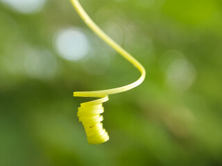 Close-up of bright green plant tendril coiling downward with soft natural background