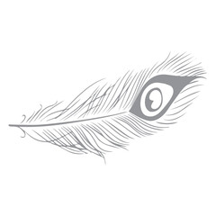 peacock feather