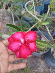 Pink flower in my garden