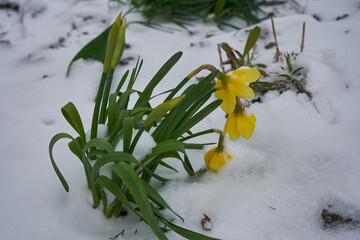 daffodils breaking through the snow, yellow daffodils bloomed in the snow in the spring