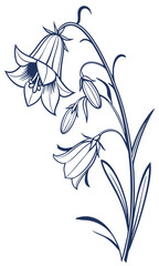 Bellflower (campanula) outline silhouette on white.