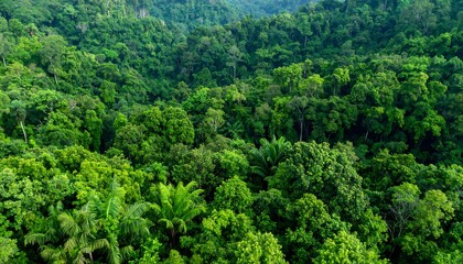 Lush green rainforest canopy