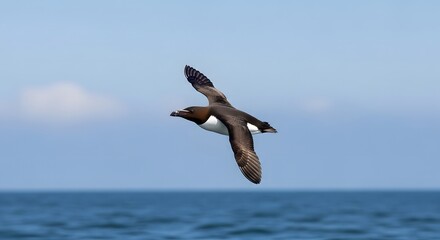 A wild razorbill seabird in graceful flight over the open ocean. The Alca torda soars through the blue sky with wings spread on a sunny day.