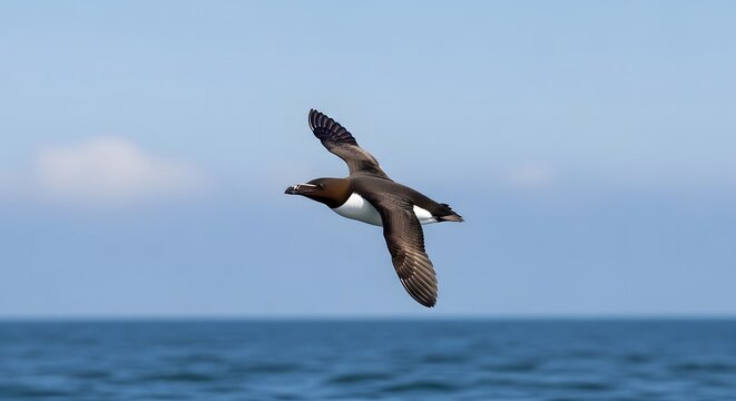 A wild razorbill seabird in graceful flight over the open ocean. The Alca torda soars through the blue sky with wings spread on a sunny day.
