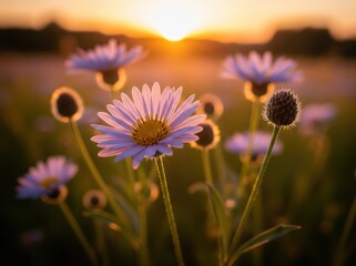 Obraz premium Abstract macro shot of wild meadow flowers in sunset with dreamy tones and artistic floral composition