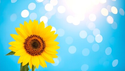 Obraz premium Sunflower on a light blue background with bokeh