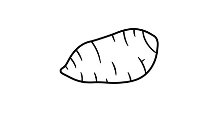 Yam illustration in simple line art style  