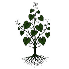 Obraz premium Green heart shaped leaves plant isolated on transparent background