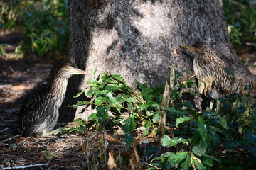 Black Crowned Night Heron