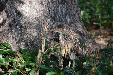 Black Crowned Night Heron loaming at the base of a tree.