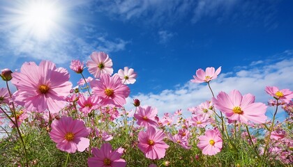 beautiful pink cosmos flowers blooming under bright blue sky