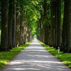 Fototapeta premium Sunlit avenue of trees