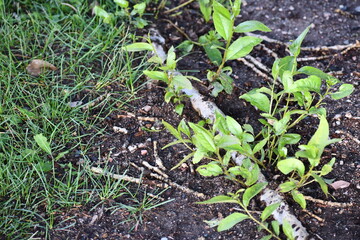 Branch on ground sprouts new life.