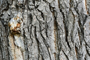 Knot on old tree. Rough looking bark, closeup.