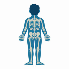 3d rendered illustration of a male skeleton