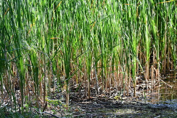 Swampy tall grass and reeds.