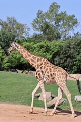 A giraffe walks gracefully through a rocky, green enclosure surrounded by large boulders and dense...