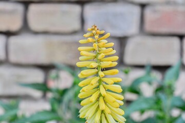Kniphofia is a genus of flowering plants commonly known as red-hot pokers or torch lilies. Common names include tritoma, red hot poker, torch lily and poker plant. Side view, macro shot, close-up