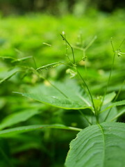 Touch-me-not in forest after rain. Leaves with drops, fresh green, macro nature. Copyspace.