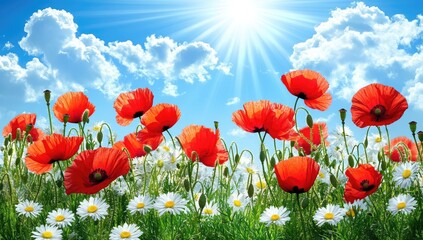 Naklejka premium Vibrant red poppies and white daisies bloom in a sunny meadow against a vibrant blue sky filled with puffy clouds