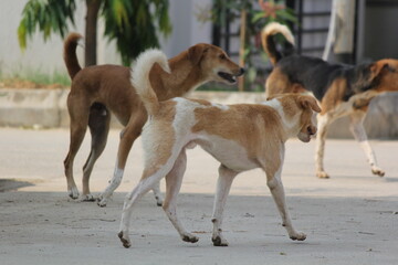Group of Indian Street Dogs Roaming on a Sunny Day