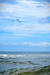 Pelicans fly by over ocean