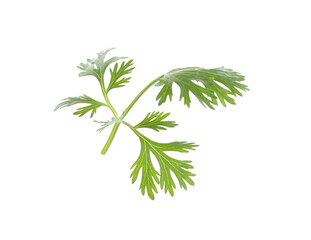 Leaf of aromatic cilantro isolated on white