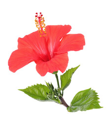 Beautiful red hibiscus flower with leaves isolated on white