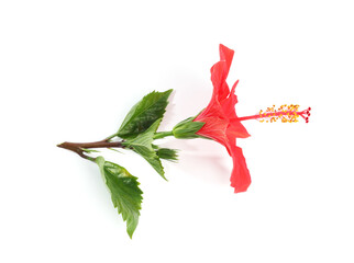 Beautiful red hibiscus flower with leaves isolated on white