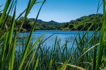 Fototapeta premium Serene lakeside vista through lush green reeds under a clear azure sky
