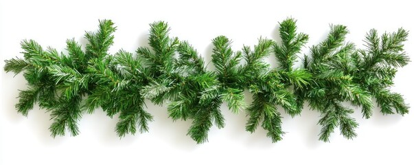 Green Christmas garland, sprigs of evergreen foliage, against a white background