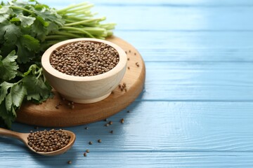 Coriander seeds and fresh cilantro on light blue wooden table, closeup. Space for text