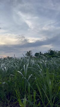 Dusk Over a Field of Tall Grass Under a Clouded Sky