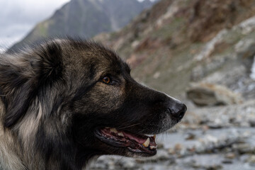 Portrait carpathian livestock guardian dog, sheep shepherd, in the mountains, grey fur, fierce looking, Ciobanesc Romanesc Carpatin, national dog of Romania