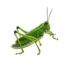 Fototapeta premium Close up of a green grasshopper insect, detailed view isolated on transparent background