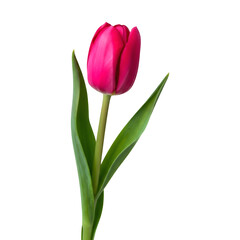 Fototapeta premium Single pink tulip flower with green leaves isolated on transparent background