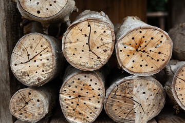 Close-Up of Wooden Logs with Drilled Holes – Insect Hotel Habitat Supporting Wild Bees and Beneficial Pollinators