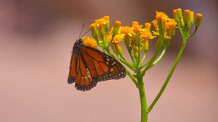 Monarch Butterfly on Yellow Flowers, Red Background