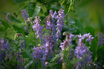Wild mouse pea purple flowers against blue cloudy sky. Vicia tenuifolia in bloom