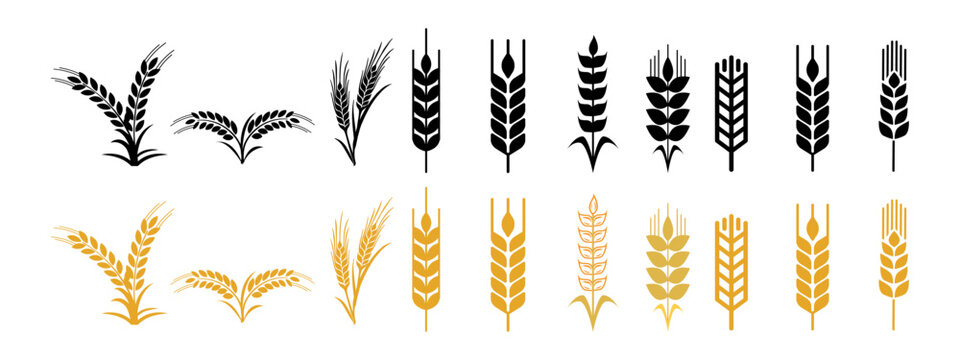 Barley icons collection. Gold wheat silhouette collection. Rice icon symbol vector illustration.
