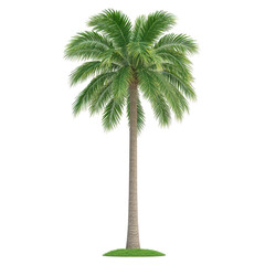 Lush Tropical Palm Tree isolated on transparent background.