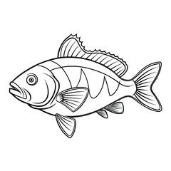 Detailed outline illustration of a grouper fish isolated on white background
