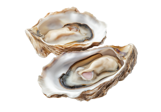 Freshly Opened Oysters with Juicy Meat on Transparent Background