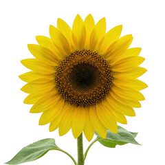 Obraz premium Close up of a vibrant sunflower with green leaves and stem isolated on transparent background