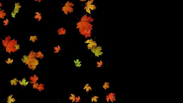 colorful autumn maple leaves flying with wind on alpha channel 4k animation, realistic leaf on transparent background, thanksgiving and Halloween motion design element	
