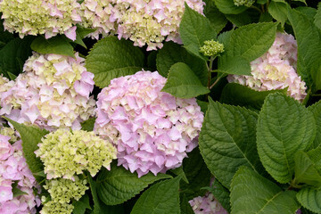 Pink and Blue Mophead Hydrangea macrophylla Endless Summer in flower.