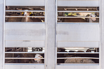 Several windows of a livestock truck transporting sheep, with a sheep peeking out from each window....